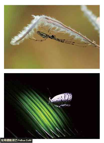 7个简单的昆虫摄影拍摄诀窍
