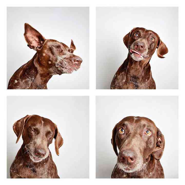 摄影师Guinnevere Shuster 狗狗们的表情包