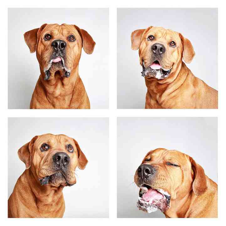 摄影师Guinnevere Shuster 狗狗们的表情包