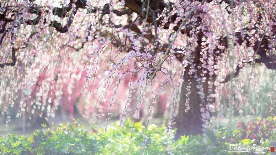 芳香四溢的明媚春日 樱花盛开的日本春天