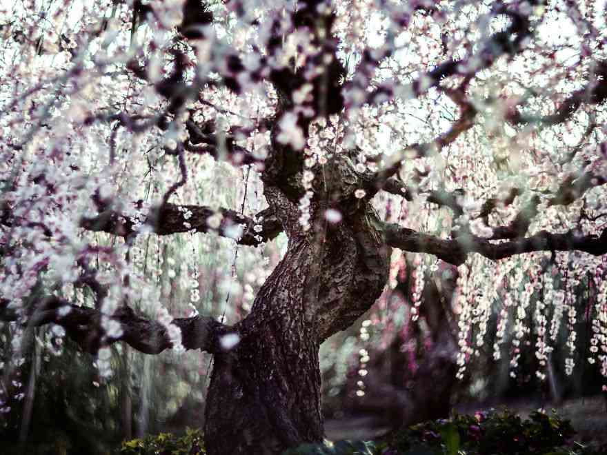 芳香四溢的明媚春日 樱花盛开的日本春天