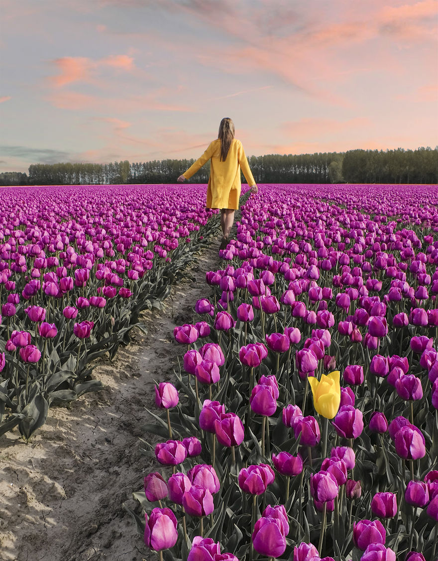 荷兰的万亩郁金香花海 7百万朵鲜花同时绽放