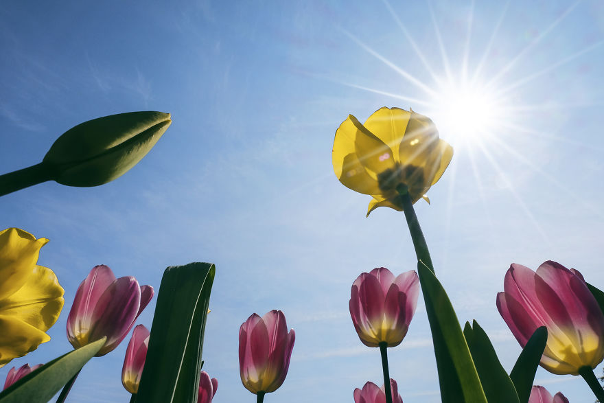 荷兰的万亩郁金香花海 7百万朵鲜花同时绽放