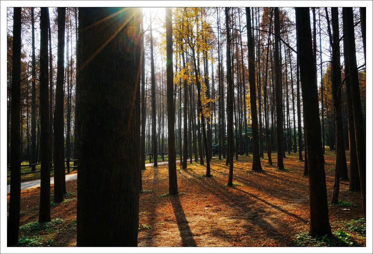 森林公园之秋
