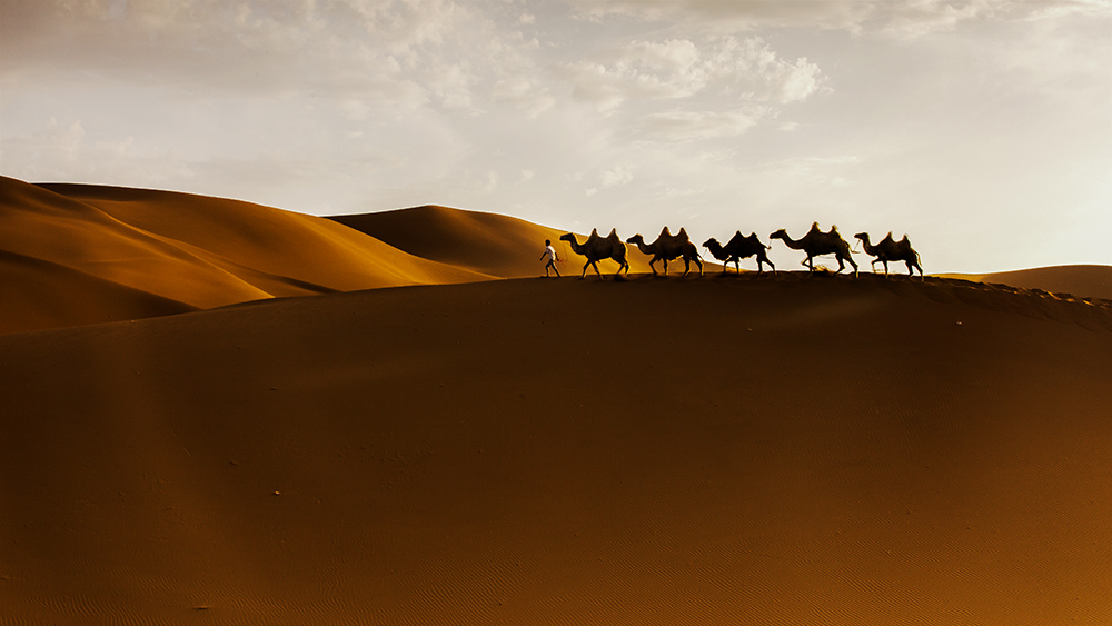 远方的骆驼