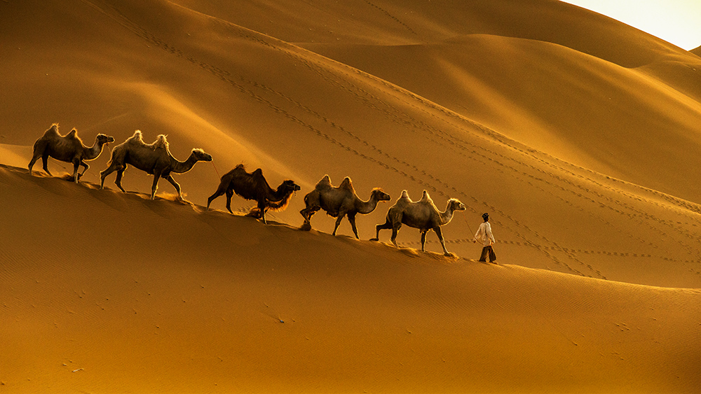 远方的骆驼