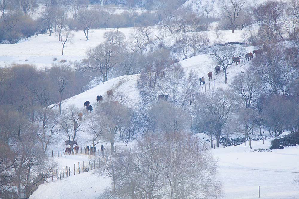 内蒙坝上乌兰布统冬季雪景