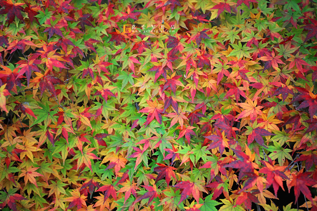 秋的色彩