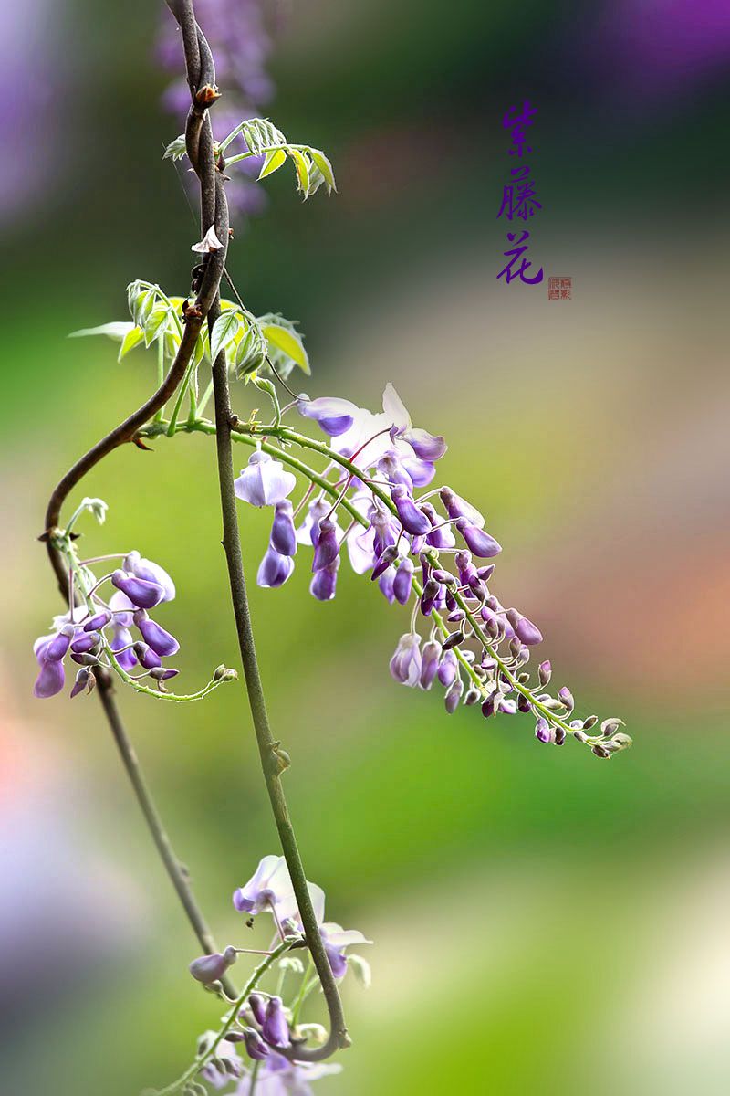 淡雅的紫藤花