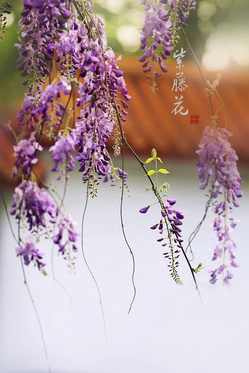 淡雅的紫藤花
