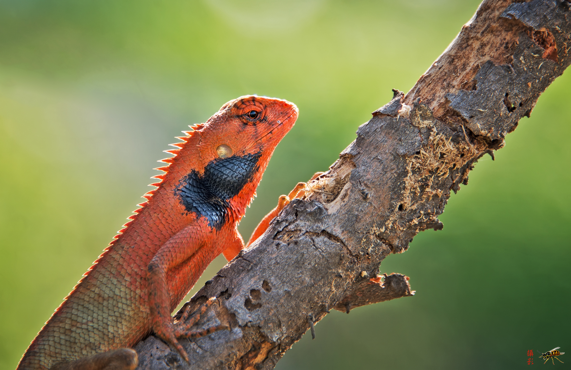 生态摄影——逆光下的变色树蜥